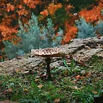 Quinta Fontes - Rustico Local E بيت للعطل São Pedro do Sul