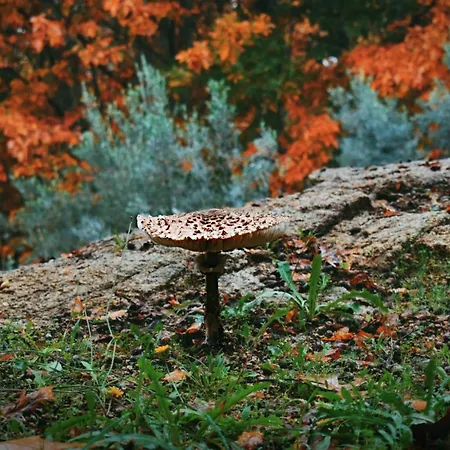 Quinta Fontes - Rustico Local E Σπίτι διακοπών São Pedro do Sul