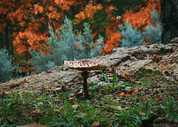 Quinta Fontes - Rustico Local E Casa vacanze São Pedro do Sul